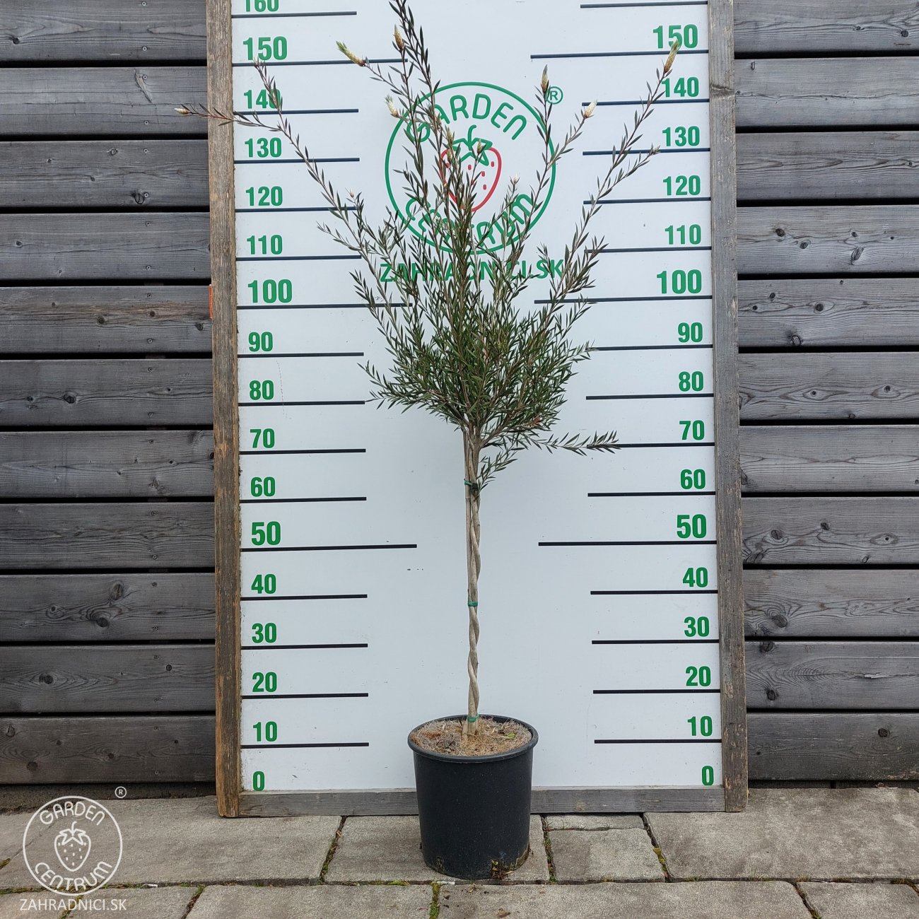 Obrázok Tyčinkovec kopijovitolistý (Callistemon citrinus) ´LEAVIS´ - výška 130-140 cm, kont. C7L - VIACKMENNÝ, PLETENÝ KMEŇ, červený